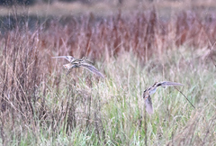 Gallinago hardwickii