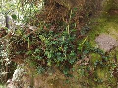 Peperomia tetraphylla