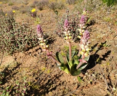 Lachenalia membranacea
