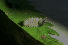 Vanessa itea