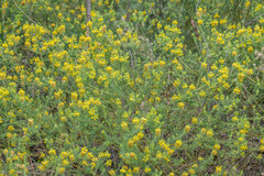 Phyllota phylicoides