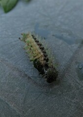 Vanessa itea