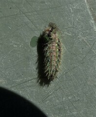 Vanessa itea