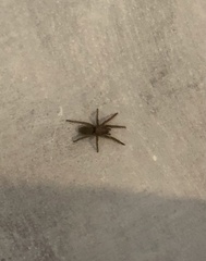 Scotophaeus blackwalli