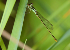 Agriocnemis dobsoni