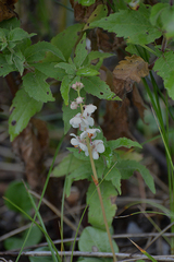 Pyrola