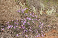 Olearia magniflora