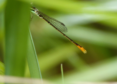 Agriocnemis dobsoni