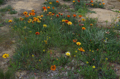 Gazania × splendens