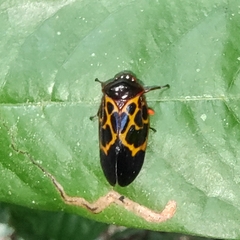 Leptataspis rotundata