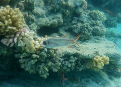 Neoniphon sammara