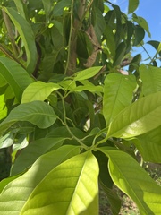 Magnolia × alba