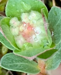 Pimelea humilis