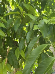 Magnolia × alba