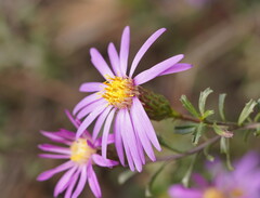 Olearia magniflora