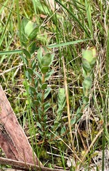 Pimelea humilis