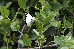 Belenois creona severina