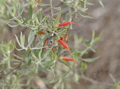 Eremophila glabra