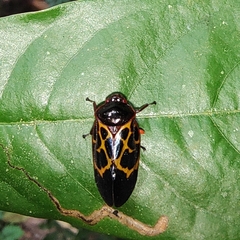 Leptataspis rotundata