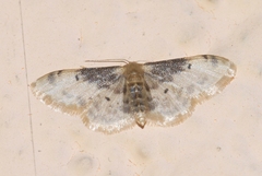 Idaea filicata