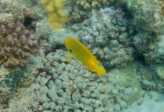 Pomacentrus sulfureus