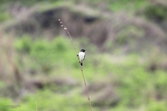 Sporophila telasco