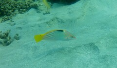 Halichoeres hortulanus