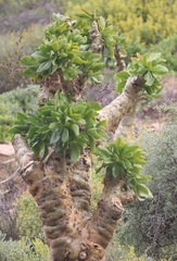 Tylecodon paniculatus
