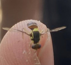 Bactrocera