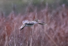 Gallinago hardwickii