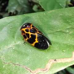 Leptataspis rotundata