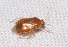 Deraeocoris lutescens