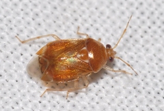 Deraeocoris lutescens