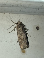 Spodoptera exigua