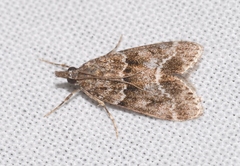 Eudonia mercurella