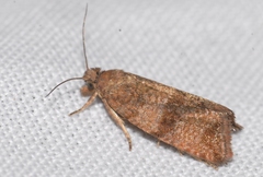 Celypha striana