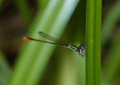 Agriocnemis dobsoni