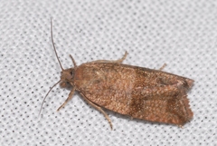 Celypha striana