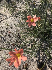Moraea flaccida