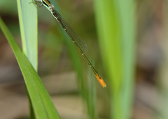 Agriocnemis dobsoni