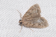 Eudonia mercurella