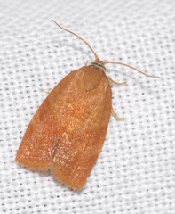 Cacoecimorpha pronubana