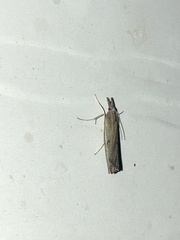 Crambus praefectellus