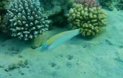 Halichoeres scapularis