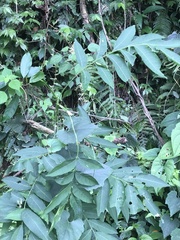 Sapindus mukorossi