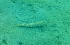 Synodus dermatogenys