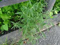 Chenopodium betaceum