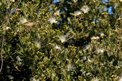 Capparis tomentosa