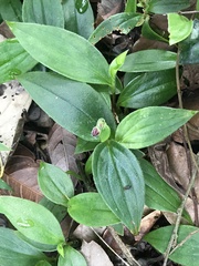Tricyrtis formosana