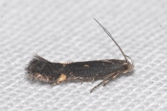 Aproaerema anthyllidella